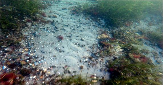 Djupgränsen för ålgräsets tioprocentiga utbredning gick vid 4,9 meter.