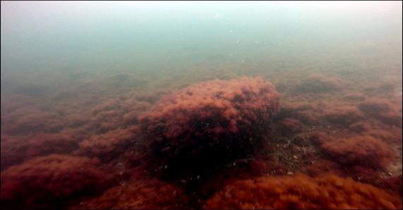 Djupgränsen för ålgräsets tioprocentiga utbredning gick vid 5,6 meter.