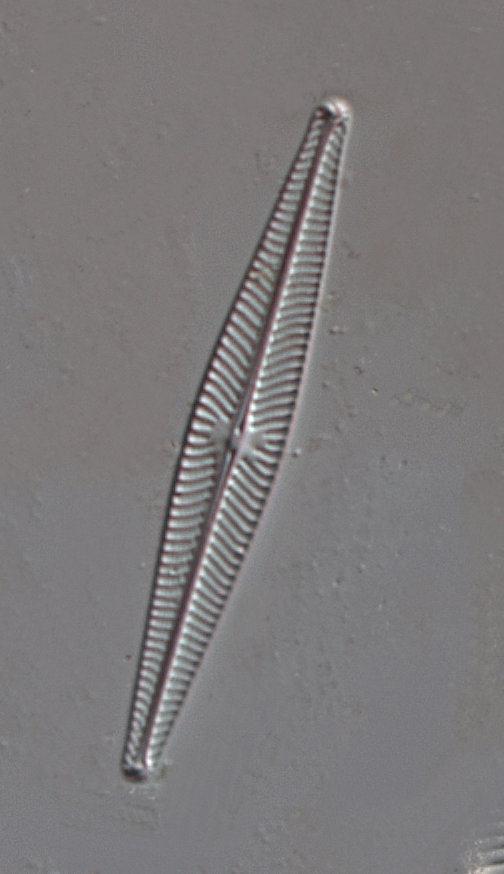 Kiselalger i Värmlands län 20 Figur 4. Navicula heimansioides, Encyonopsis subminuta (nedre), Peronia fibula (övre) och Navicula angusta är exempel på näringskänsliga arter.