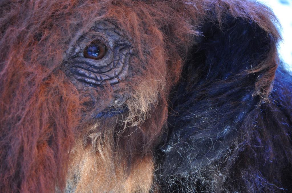 ISTIDENS GIGANTER Den ullhåriga mammuten har varit utdöd i närmare 4 000 år. Nu finns den, och många andra djurarter från samma epok, att beskåda på Navet.