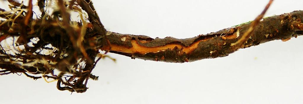 Figur SPS40 Gnagskador av den svarta granbastborren på rötter och nedre delen av stammen. Typiskt är de gångar i barken bastborren gnagt sig fram. Foto Claes Hellqvist.