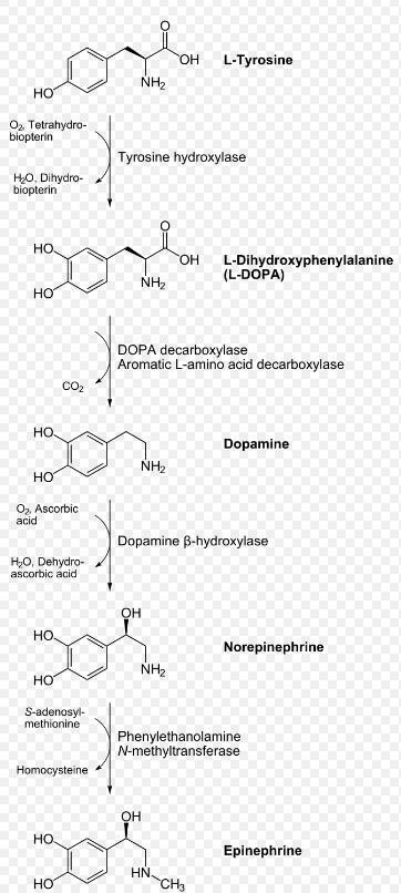 Inotropa och kronotropa effekter av Dopamin I binjuremärgen Verkar i hjärt/kärlsystemet på α-rec blodkärl (genom vasokonstriktion, BT) β₁-rec hjärta (kronotrop effekt, tackykardi) β₂-rec