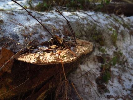 22. PLATTICKA Plattickan blir 30-40 centimeter i diameter, har en hård, träaktig hattskorpa som först är vit, men sedan mognar till mörkt rödbrun.