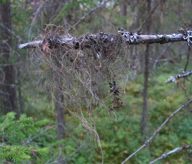 Arten finns främst i norra Sverige och är en bra indikator på att skogen har höga naturvärden. Ofta hittar man andra spännande och rödlistade arter på samma låga som rosentickan växer på. 24.