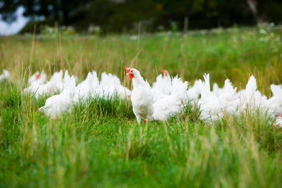 Ett certifierat ägg innebär: Salmonellafria ägg Ingen näbbtrimning Ingen antibiotika GMO-fritt sojamjöl Foder med endast naturliga pigment Certifierad soja 100% Certifierad livsmedelssäkerhet ISO