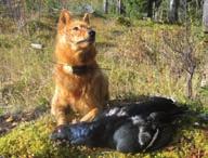 ÅReTS SKÄllaNde FÅGelHUNd 2009 1:a SJCH Ukkos Lissa S22322/2006 e. S26313/2003 Röjbackens Käck u.