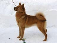 KeNNel RaHaNS VaNdRINGSPRIS 2009 1:a SJCH SUCH Sörlidbäckens Chili S20027/2006 e. S59989/2003 SUCH SJCH Börknäs Kirro u.