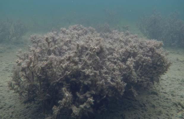 Vegetation i grunda vikar i Kalmar län Sammanställning av data från Basinventeringen av Marina habitat åren 2005-2007 samt Bedömning av ekologisk status Sammanställning och rapport Susanna Andersson