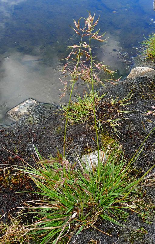 Antalet arter av kärlväxter i förhållande till höjden över havet var störst i intervallet 81 9 meter över havet år 13 det vill säga 31 arter i genomsnitt per provyta (figur 9).