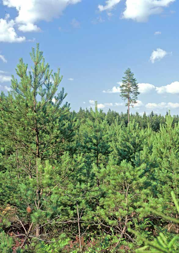 Förslag till åtgärder 1. Anpassa viltstammarna efter den befintliga fodertillgången på dina marker. På så sätt kan viltet leva på det naturliga överskottet. 2.