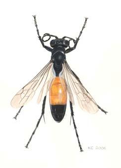 Apidae trädgårdshumla Bombus hortorum, illustration: Björn Cederberg; f) grävbin Andrenidae trädgårdssandbi Andrena haemorrhoa,