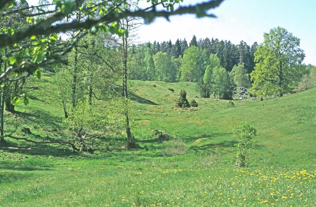 post 2008). För bägge arterna är endast en handfull aktuella förekomstlokaler kända i Sverige. I Blinnestad har även fibblesandbiet Andrena fulvago (NT) påträffats.
