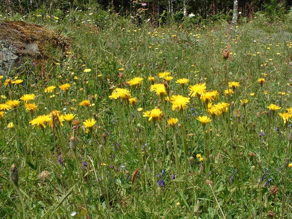 Figur 13. Betesmark med rik blomning av bl a sommarfibbla Leodonton hispidus. Flera hotade bin är specialiserade på insamling av pollen från fibblor. Foto: Veronica Axelsson.