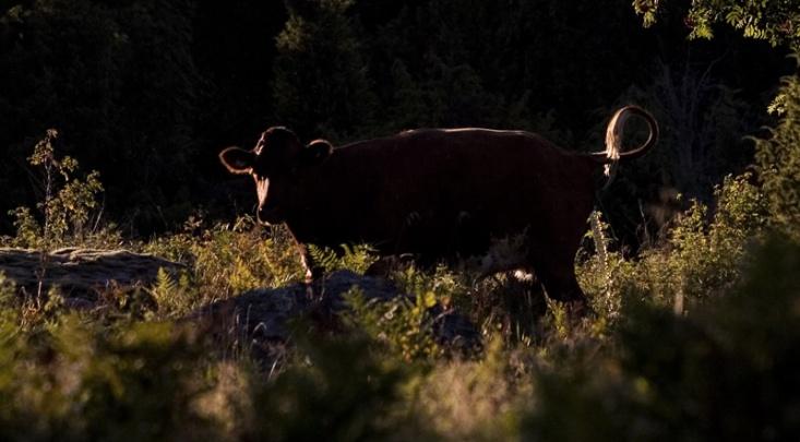 Halten av koldioxid i atmosfären har ökat cirka 30% under de senaste 250 åren. Förbränning av fossila bränslen ger ett stort tillskott av koldioxid.