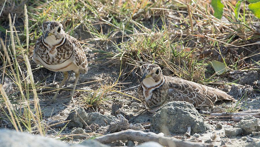 Three-banded Courser. Foto: Jan-Olov Hedblad 154 Sandtärna Gelochelidon nilotica [Gull-billed Tern] 10 Lake Bojo 18.11 och observerad där 19.11, 2 Shebbey Walley Hotel 26.11, 1 Lake Ziway 27.
