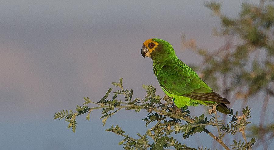 Yellow-fronted Parrot. Foto: Jan-Olov Hedblad 265 Gråhuvad busktörnskata Malaconotus blanchoti [Grey-headed Bushshrike] 1 Magado 21.11 