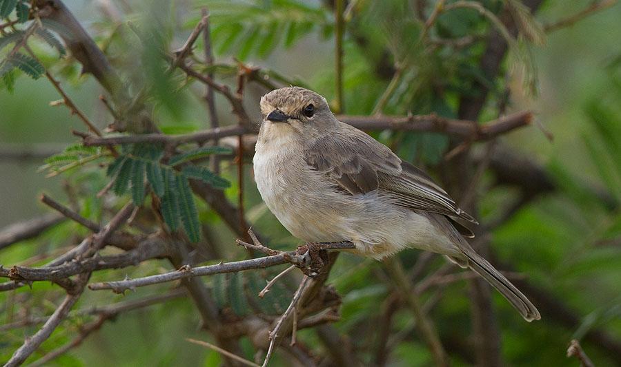 381 Jordtrast Turdus litsitsirupa [Groundscraper Thrush] 1 längs vägen 26.11, 5 Ankober 30.11, 5 Debre Birhan 30.11, observerad längs vägen 1.12 