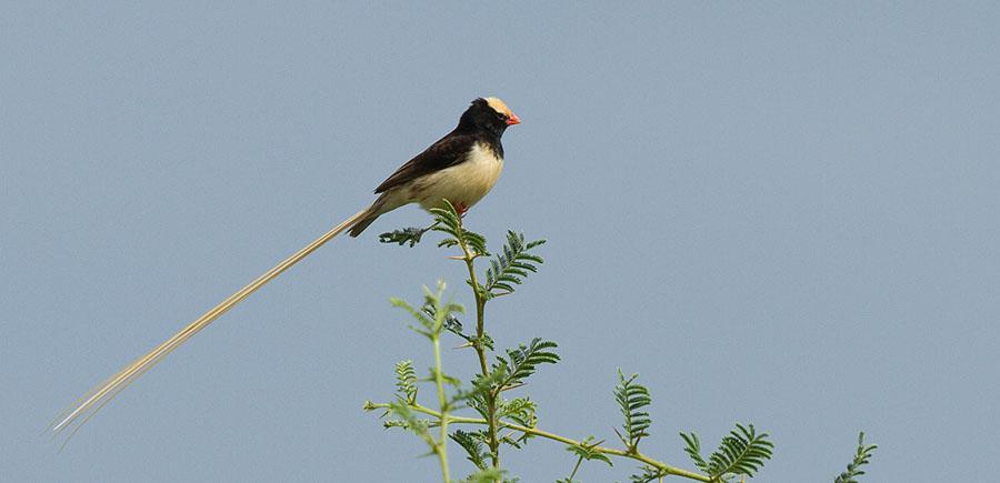 469 Gul sumpastrild Estrilda ochrogaster [Abyssinian Waxbill] 10 Jemma Valley 2.12. 470 Tygelastrild Estrilda rhodopyga [Crimson-rumped Waxbill] 2 Genale River 24.11 och upp till 15 Jemma Valley 1-3.
