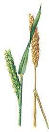17 Gräs Grass Herbe Vete Wheat Blé Korn Barley Orge Rättika Radish Radis Lolium perenne Triticum Hordeum Raphanus raphanistrum Mängd kg/min kg/min kg/min Mängd kg/min kg/min Mängd kg/min kg/min Mängd