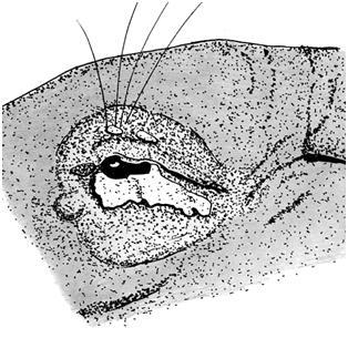 MYXOMATOS - KANINPEST VIRUS AV GENUS LEPORIPOX VIRUS Myxomatos (även kallat kaninpest) upptäcktes i slutet av 1800 talet i Sydamerika.