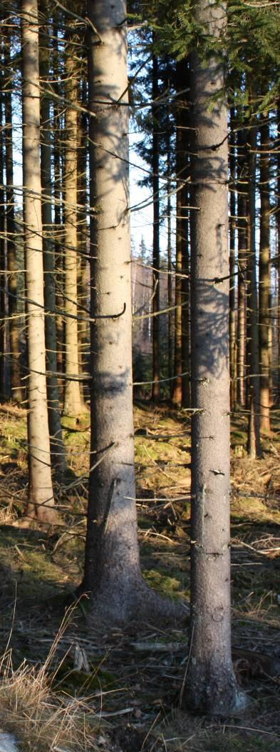 Storm och återväxt Efter stormen Gudrun Nästan 90 % av skogsodlingen i Götaland är gran Lärk och sitkagran har etablerat sig som nischgrödor Litet intresse för kultur av tall och löv Södras beslut