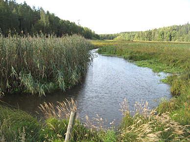 D15. Lännaån Län: 4 Södermanland Beskuggning: saknas Koordinater: 6572525/1567058 Vattennivå: låg Datum: 2009-08-27 Vattenhastighet: lugnt Provtagningsmetodik: SS-EN 13961 Grumlighet: klart