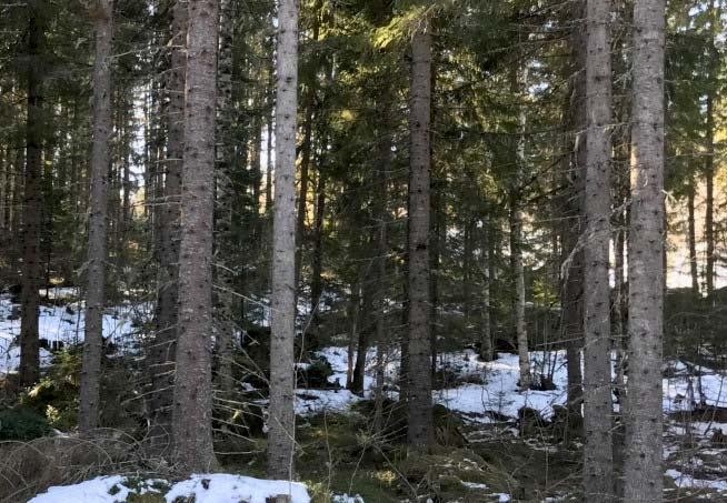 SKOGSFASTIGHET MATFORS RÄNNÖ ANBUD Sundsvall Rännö 4: del av Obebyggd skogsfas ghet om totalt 131,1 varav ca 1 produk v skogsmark. Virkesförråd 12. m 3 sk. Jakt i viltvårdsområde om ca.
