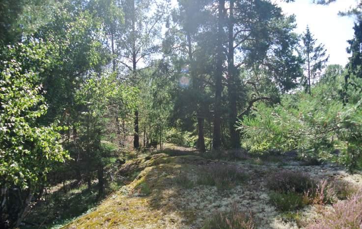 Trygghet: Belysningen är koncentrerad kring gång- och cykelvägen. Hög och tät vegetation skapar dolda och mörka partier.