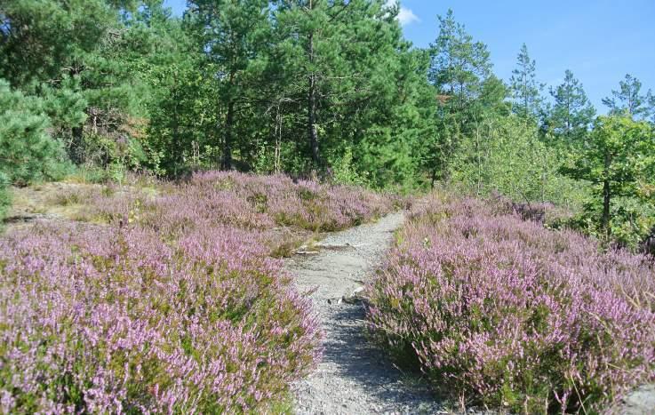 8. Långsjöbranten Historik Intill Långsjöns strandkant låg i Långsjöbrantens södra del en sommarstuga med sjötomt.