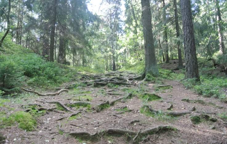 Mål Bevara nuvarande karaktär. Låt området utvecklas fritt för att bevara och förbättra skogens ekologiska värden och varierande naturskogskaraktärer. Utveckla enligt skötsel- och vårdplaner.