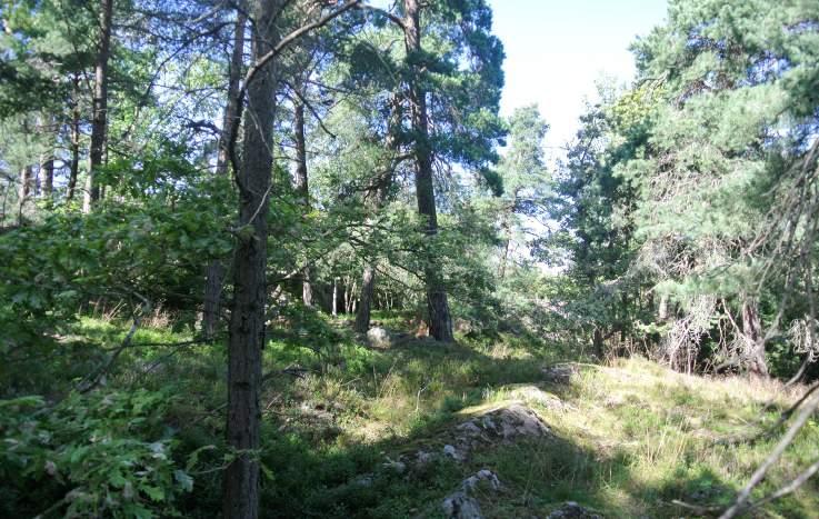 3. Natur vid Syrsegränd Karaktär och storlek: Bostadsnära natur,.6 ha. Innehåll: Kuperat område beläget mellan villatomter. Området består av skogsklädd hällmark med tallar och ekar.
