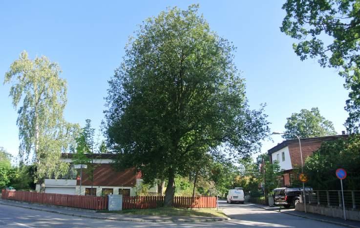 4. Grönytor längs Långbrodalsvägen Karaktär: Övriga gröna friytor (Gatumark). Innehåll: Längs villaträdgårdarna på Långbrodalsvägen finns ett antal grönytor som kan delas in i tre olika partier.