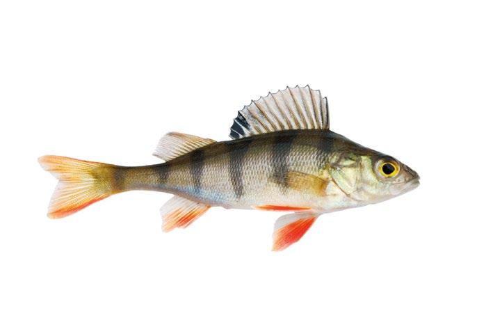 E K S I F R R O B B A MED MICKE BOET TG E SpinnfIska Abborre I takt med värmen under inledningen av sommaren så ökar växtligheten och därmed mängden djurplankton och andra mindre vattendjur.