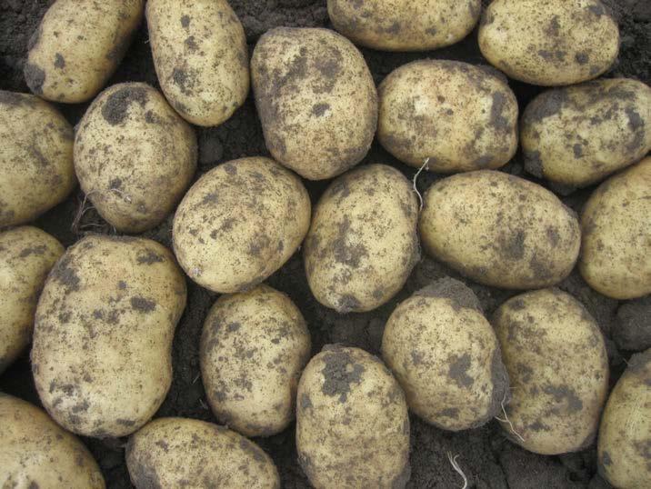 Svenska försök i potatis 2011 Halv dos Shirlan i kombination med fosfit var effektivast i alla led.