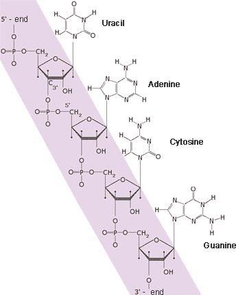 RNA