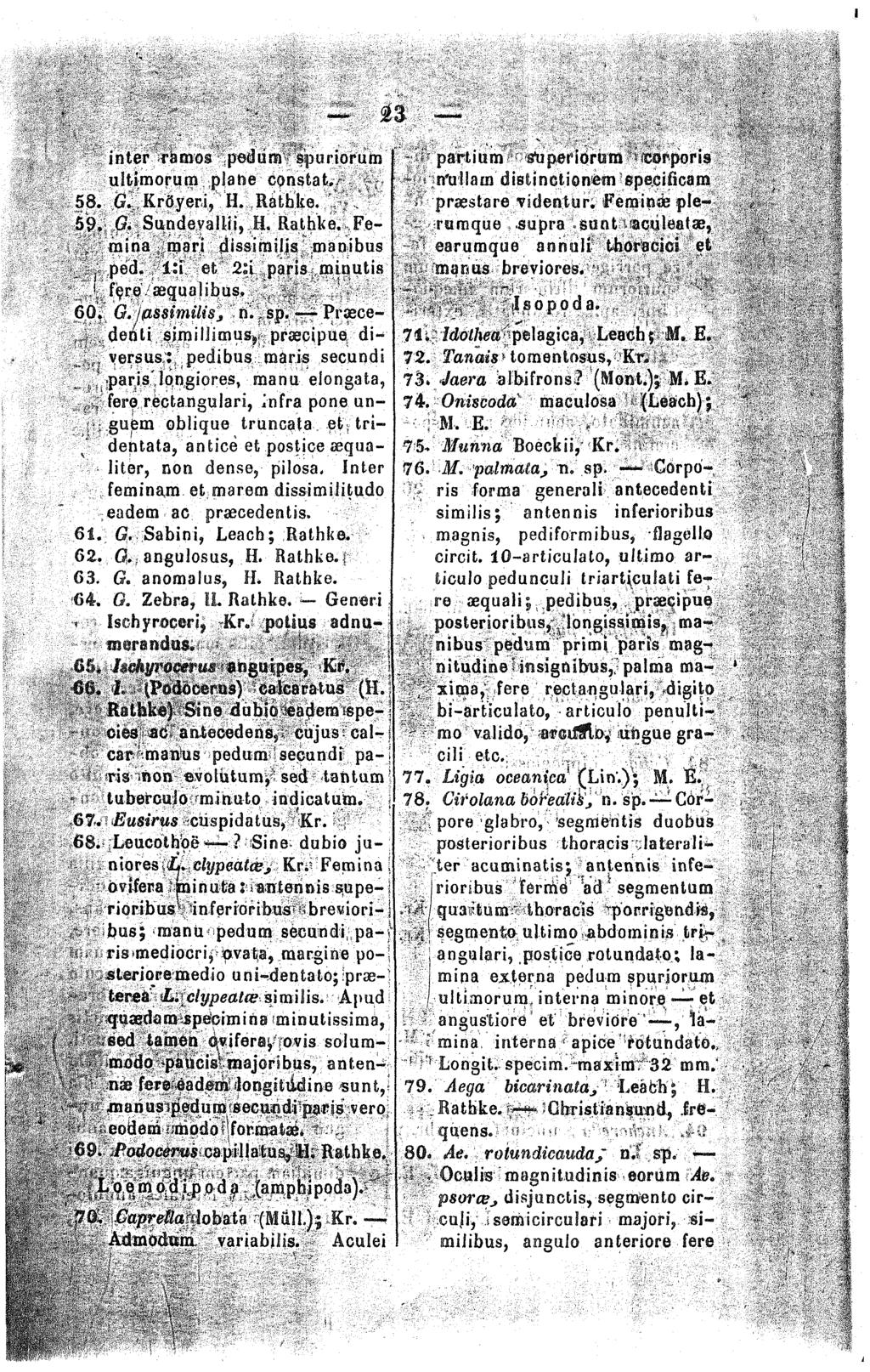 n inter rämos petsura spuriorum uitimorum plane constat., 58. G. Kröyeri, H. Rathke. '.' 59. O. Sundevailii, H. Rathke. Fe-. mina mari dissiraiiis manibus.. ped. i:i et 2å paris smnutis,' fere.