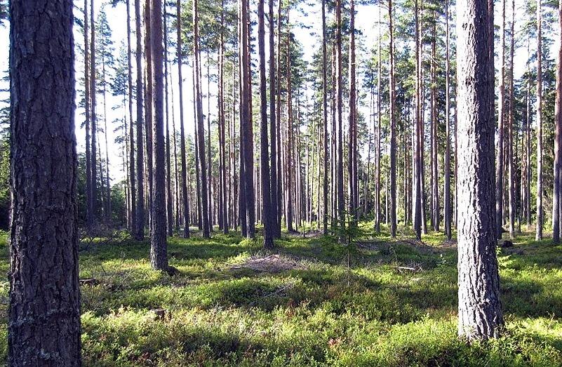 I Järbo är det nära till naturen och här finns ett litet centrum med en ICA och en bensinstation, närmaste större stad är Sandviken.