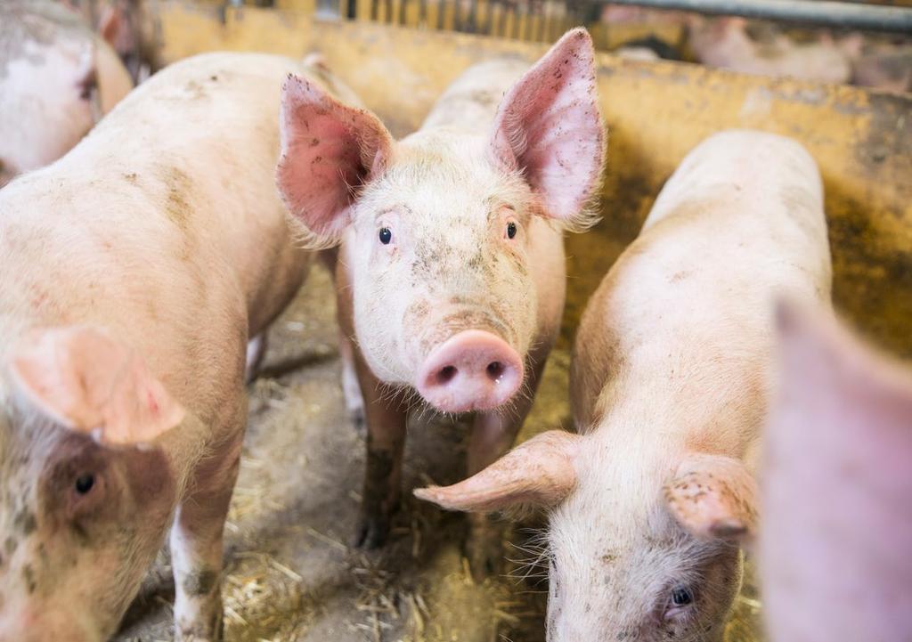 Gris Utvecklingen i svensk grisproduktion Att den svenska prisbilden på griskött ligger långt över den som råder inom övriga EU är en marknadssituation som varit rådande i närmare fyra år.