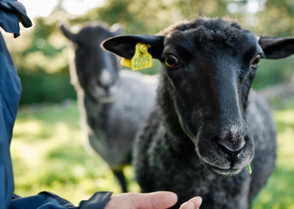 Får och lamm Utvecklingen i svensk lammproduktion Den svenska prisbilden på lamm förefaller ha svag koppling mot europeiska lammpriser men har ett betydligt tätare samband med utvecklingen av