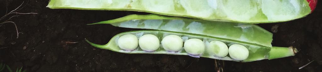 Halter av antinutritionella faktorer i baljväxter Olika baljväxter innehåller olika mycket av de olika ANF. Dels skiljer sig olika arter åt, men även inom en art kan det förekomma stor variation.