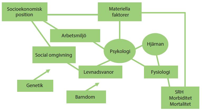 En biopsykosocial förklaringsmodell Den biopsykosociala modellen (figur 1) är värdefull när vi vill gå djupare i vår analys av om och hur psykosociala faktorer kan bidra till en jämlik hälsa.
