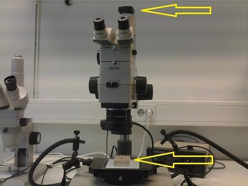 3.3 Mikroskop Med hjälp av mikroskop fanns möjlighet att på nära håll studera testresultaten.