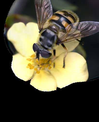 Titta lite närmare... Blommor brukar locka till sig en mängd insekter. Stå alldeles stilla en stund och upptäck mångfalden av insekter du ser.