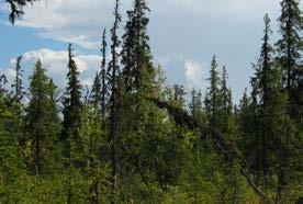 All mark Skogsmark (69%) Forest land Träd-
