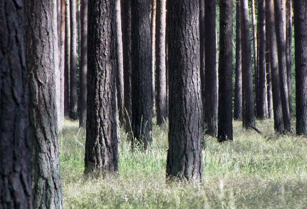 Produktiv skogsmark Produktiv skogsmark är mark som är lämplig för skogsproduktion och som inte i någon större omfattning används för något annat ändamål.
