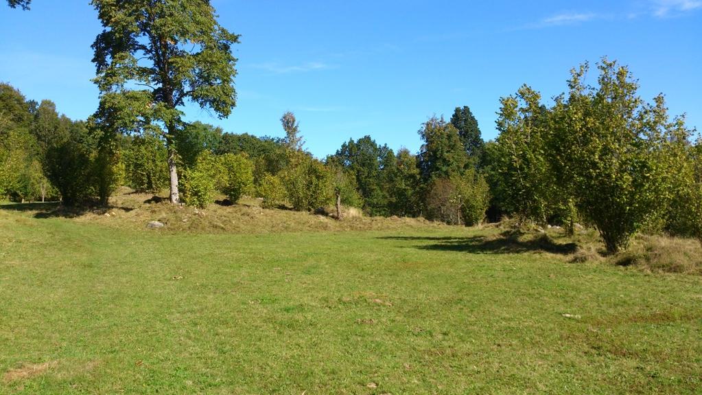 Rölle Älmås I naturreservatet Älmås små betesmarker växer tussilago, vårfryle, käringtand, teveronika, vitklöver, prästkrage, åkervädd, brunört,