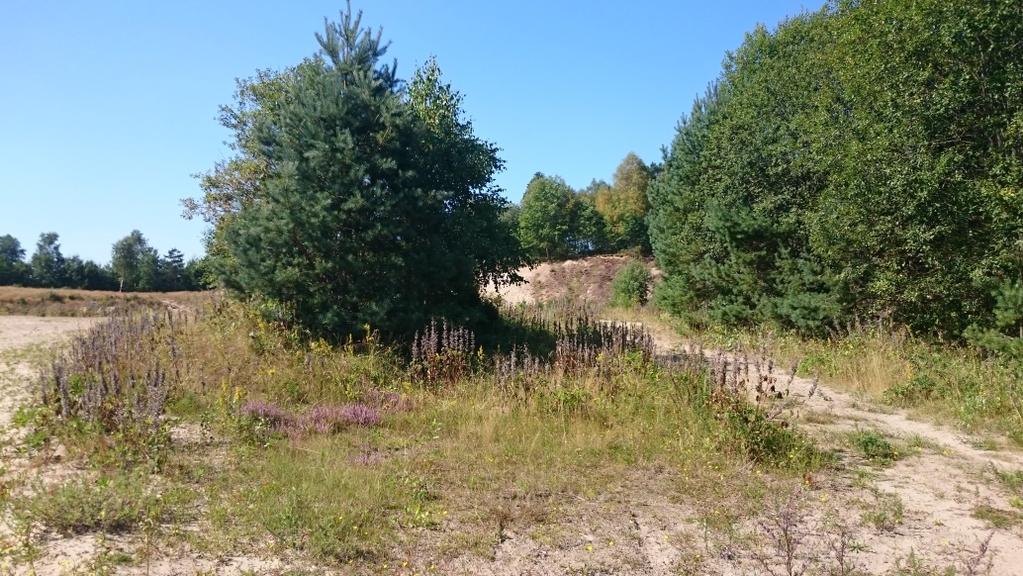 Ingeshult Ingeshult är en liten gård omgiven av skogslandskap. Gården ligger på en liten höjd och hagmarkerna i sluttningarna nedanför husen.