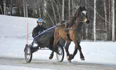; vit Björklund Mikael H (Sandström Eria) a ATTENTION NOW 7,0 M 7,mbr. v. e Flirtin Man - 7: 0 0-0-0 0 La Rossignol e Cezio Josselyn Uppf: Nyberg Bengt-Åke & Kjell Äg: Nordqvist Hans, m fl Mörkblå/blå, delad, vita sidor; mblå Östman John (Buht Mats) AFFAIR AMOK,mbr.