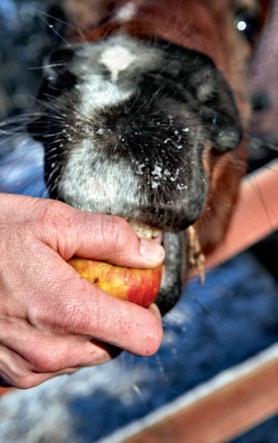 Alternativt kan utfodring ske på en hårdgjord yta, där gödsel och foderrester kan samlas upp. Tillskottutfodring bör inte ske på betesmarker med höga naturvärden.