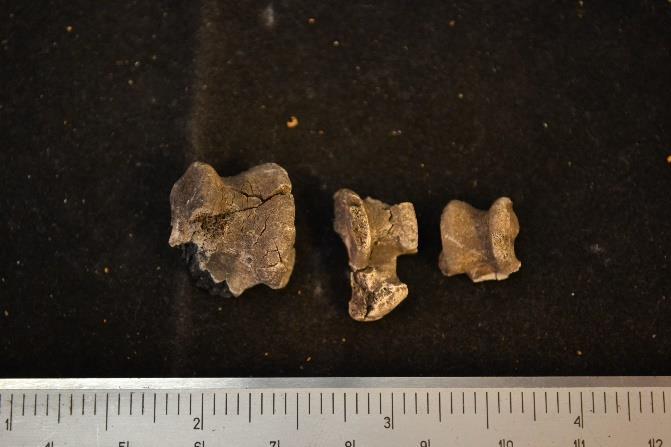 Sammanställning av benmaterialet från grav 92 Benelement Kranium med underkäke & tänder 148 31 1 11-15 Övre extremiteter 2 7 - - - - Kotrad & bål 5 28-3 - - Nedre extremiteter 4 16-11 1 - Hand/fot 19